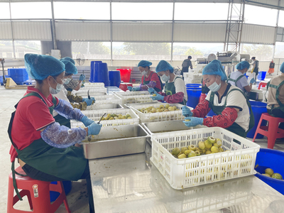 武平 文明新風(fēng)里的甜蜜果實